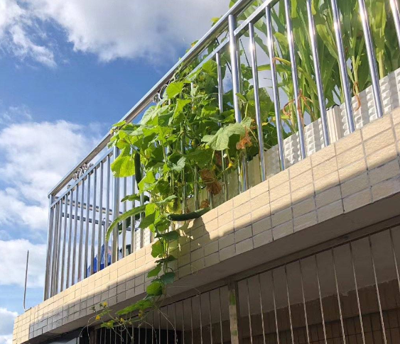 碧桂园四房两卫复式自住房，带楼顶，单独洗衣房，实用面积两百多